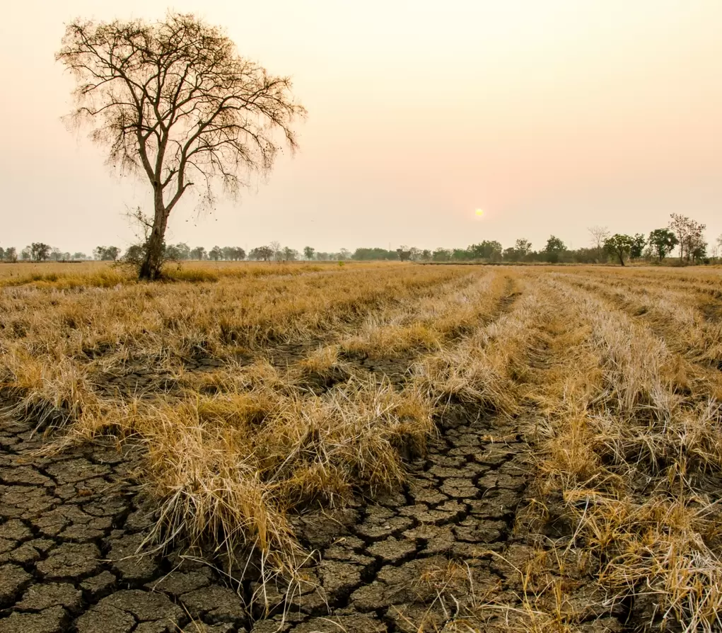 dry farmland